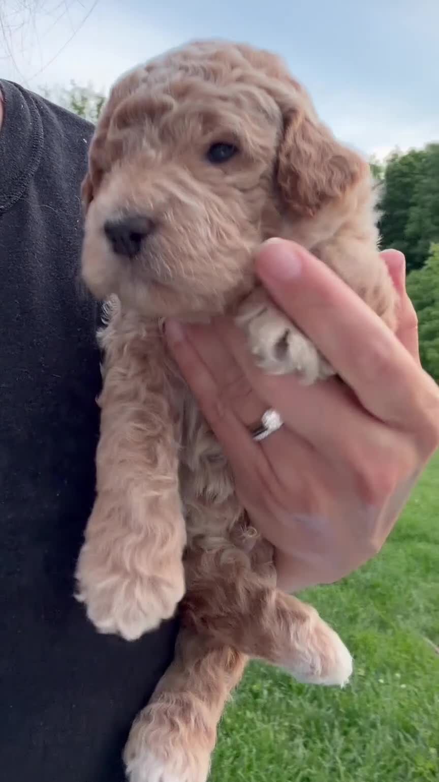 Goldendoodle dogs for sale: Goldendoodle Puppy 1 - Video 2