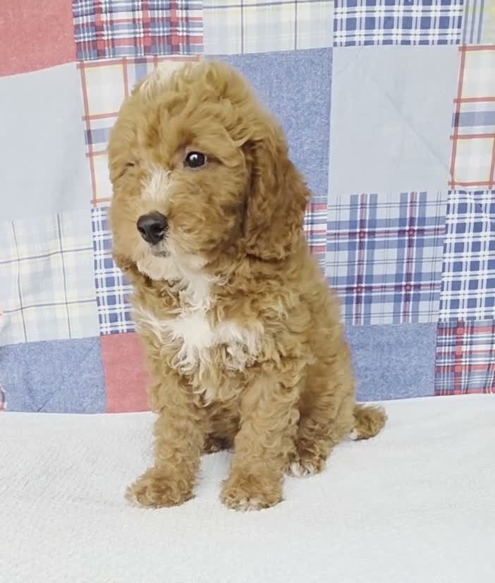 Mini Goldendoodle dogs for sale: Carter - Video 1