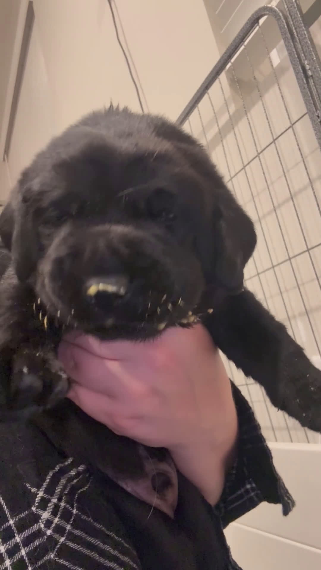 Labrador Retriever dogs for sale: Green collar boy - Video 2