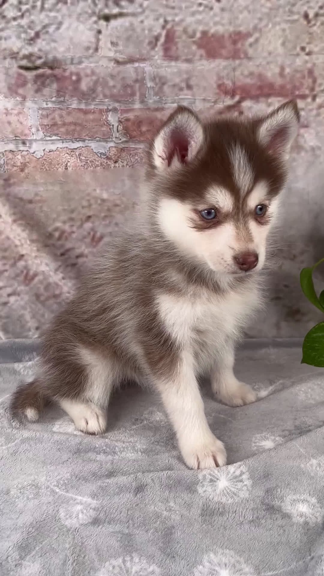 Pomsky dogs for sale: Gracie - Video 1