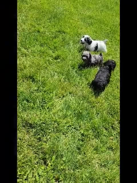 Cockapoo dogs for sale: Olivia - Video 1