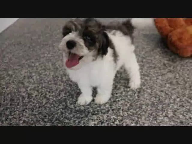 Mini Goldendoodle dogs for sale: Hines - Video 1