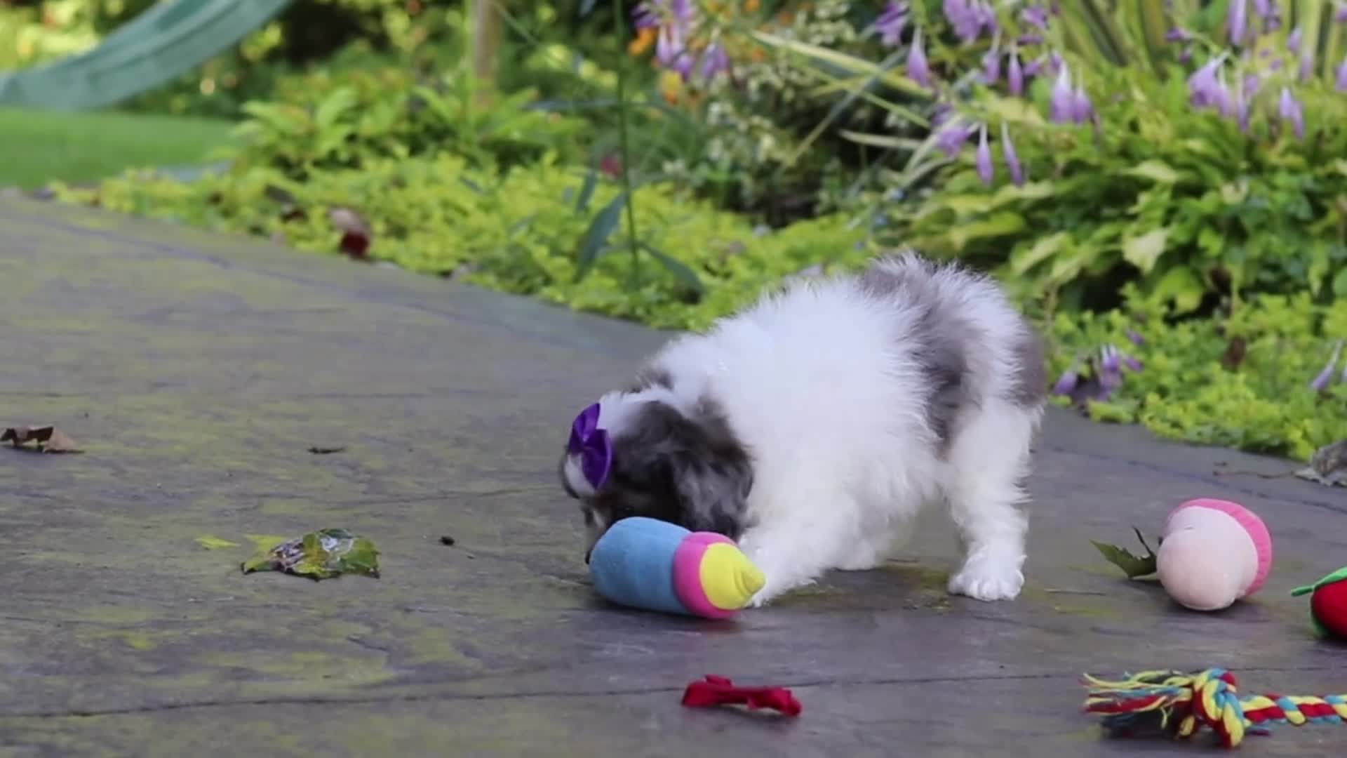 Cavapoo dogs for sale: Katie - Video 1