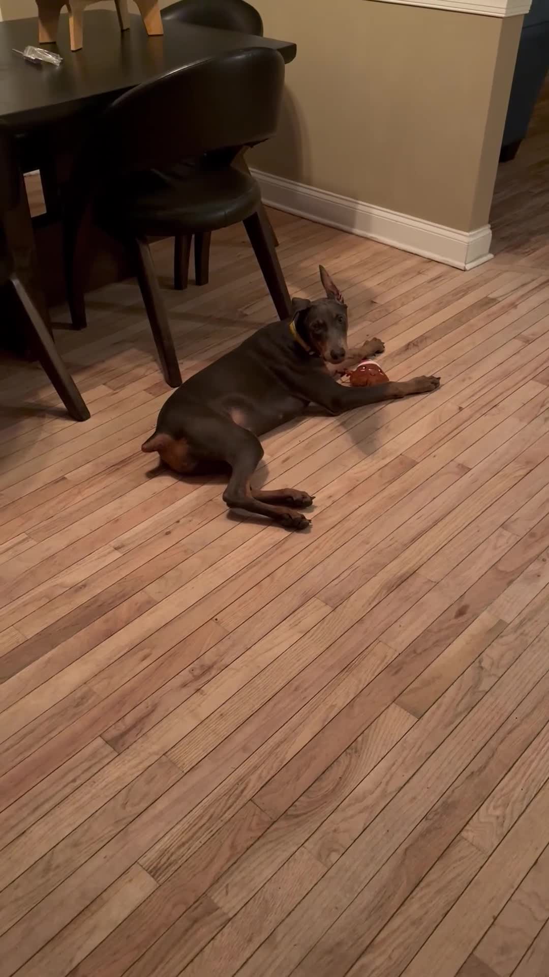 Doberman Pinscher dogs for sale: Elleven - Video 1