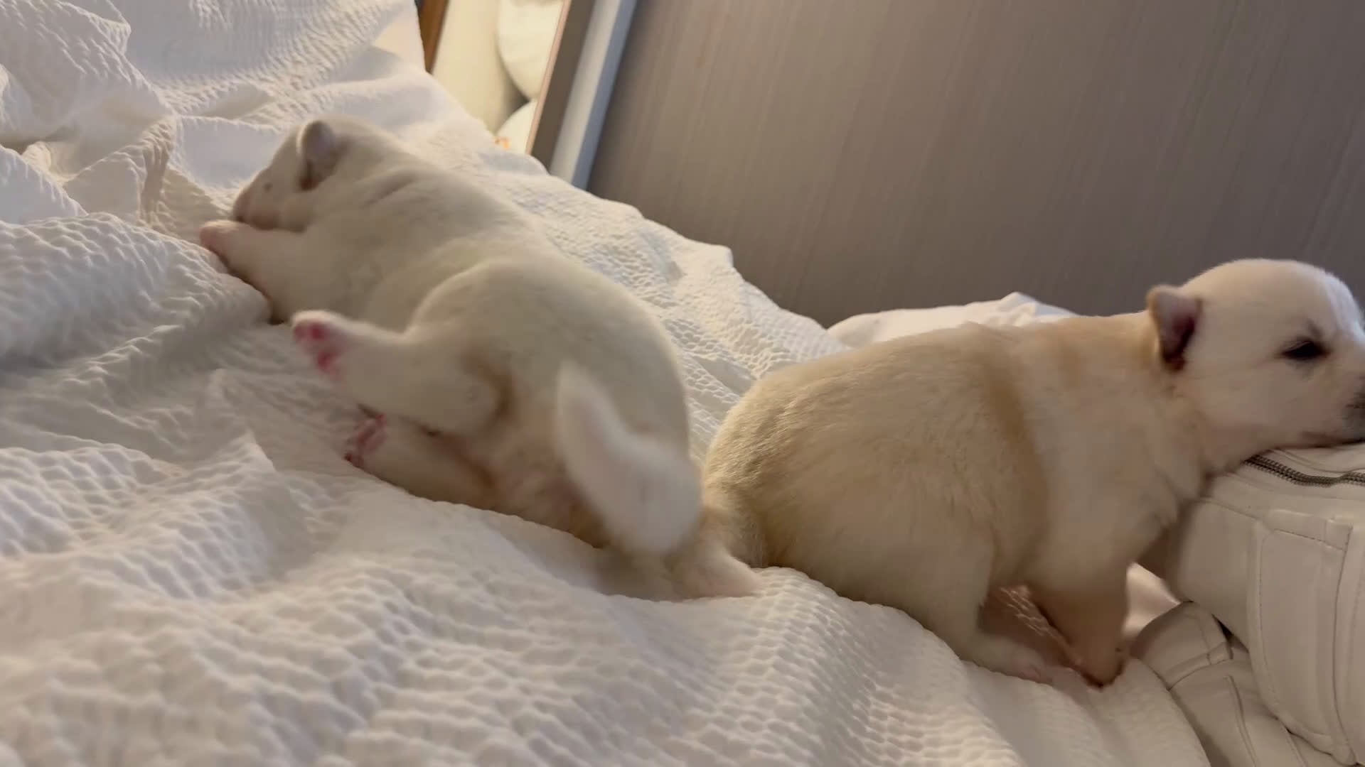 Siberian Husky dogs for sale: Siberian Husky Puppy 1 - Video 4