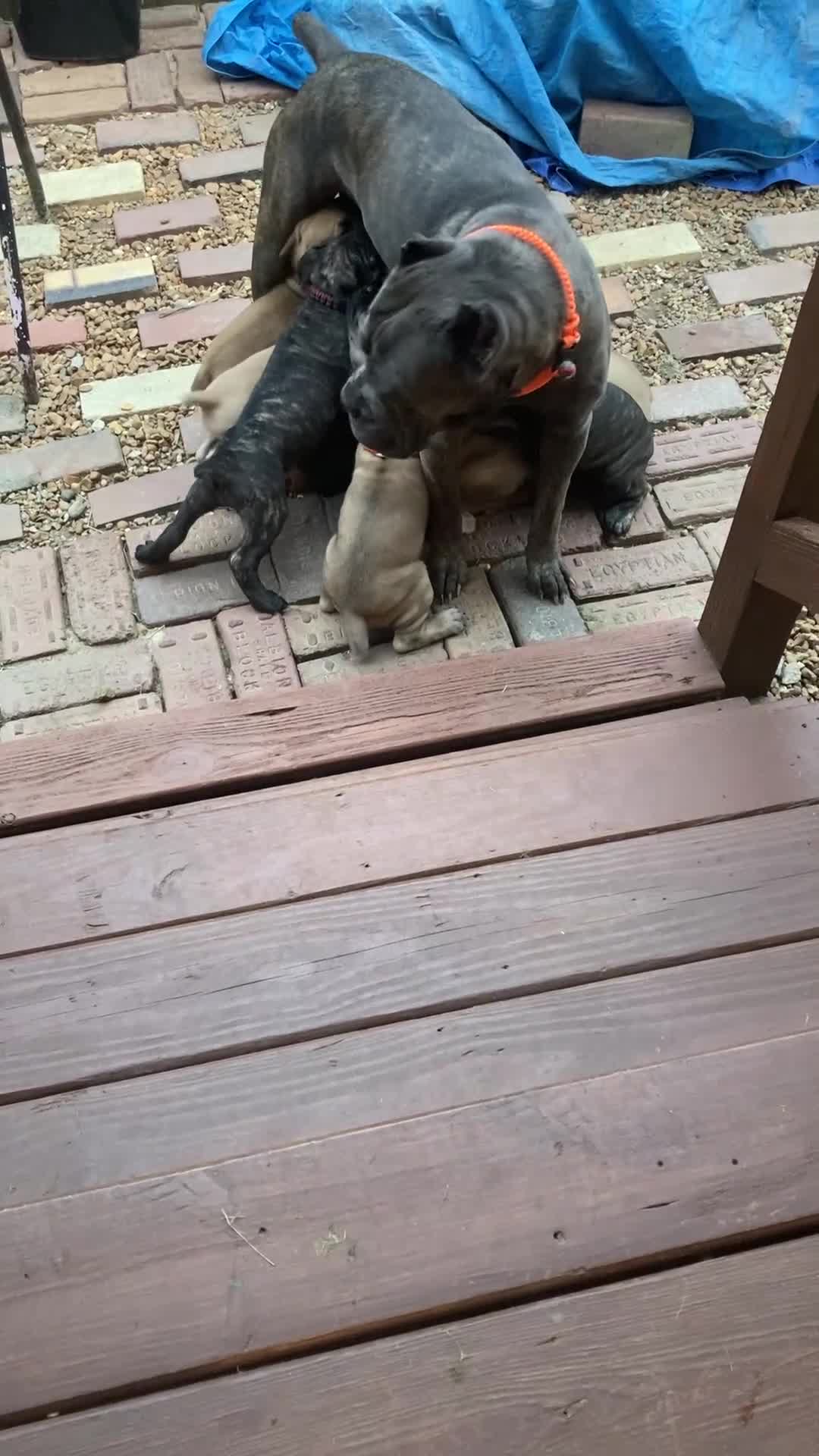 Cane Corso dogs for sale: Cane Corso 6 - Video 1