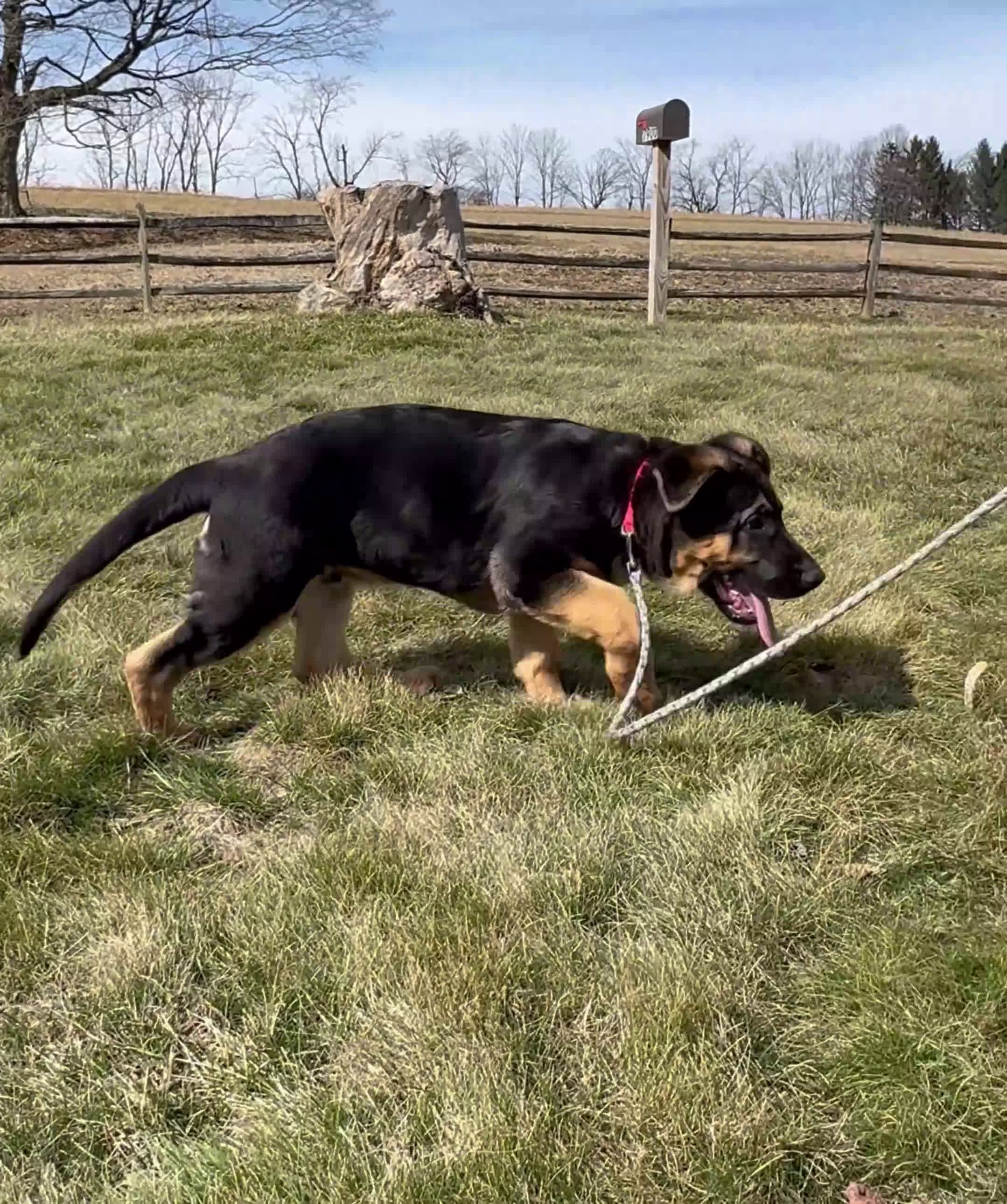 German Shepherd dogs for sale: Reno - Video 1