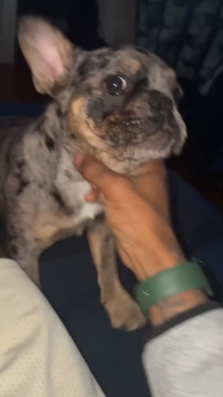 French Bulldog dogs for sale: French Bulldog Puppy 1 - Video 1