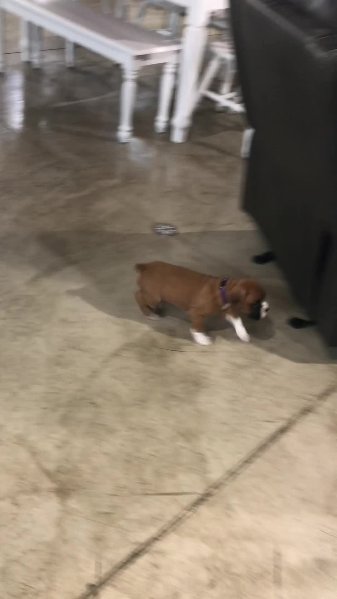 Boxer dogs for sale: Boxer Puppy 4 - Video 6