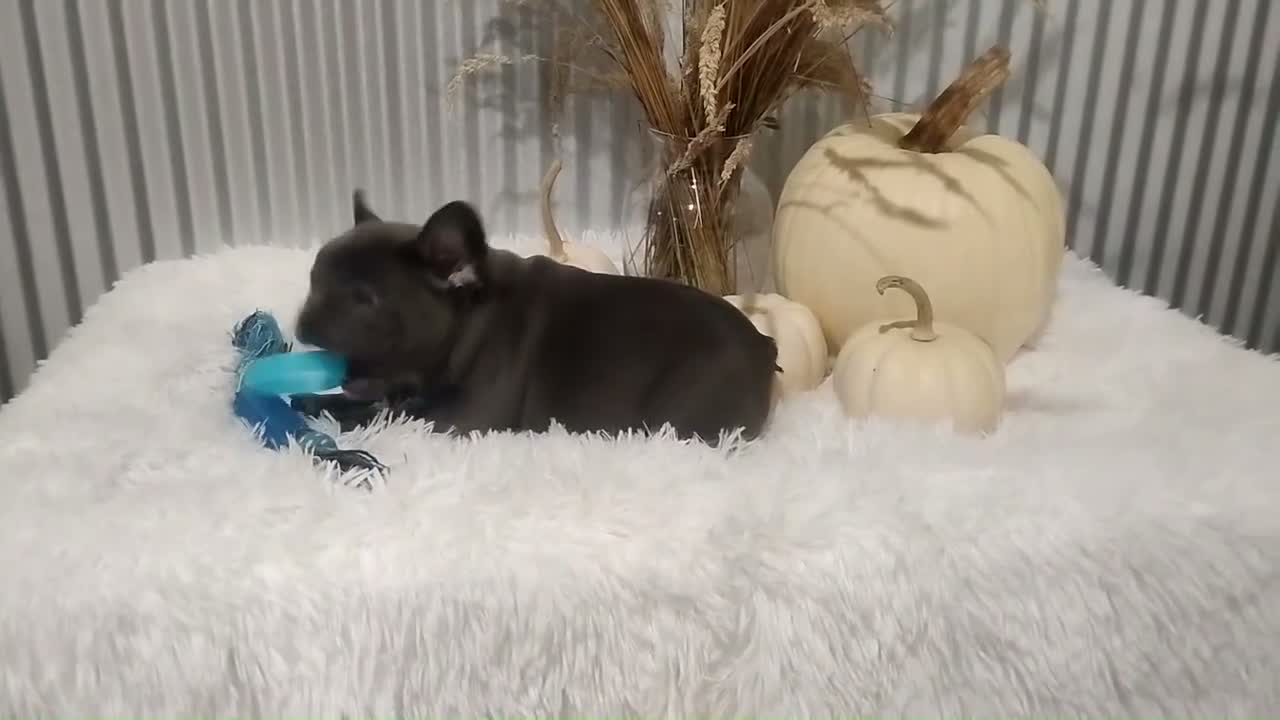 French Bulldog dogs for sale: Amber - Video 1