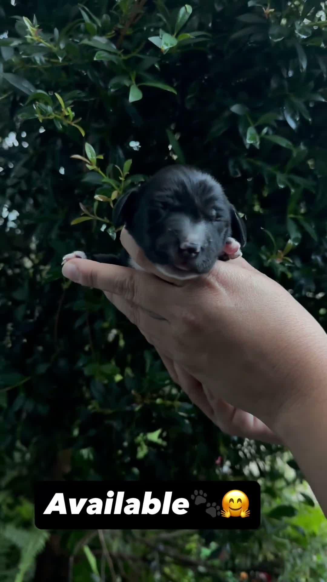 Dachshund dogs for sale: Dachshund 1 - Video 2