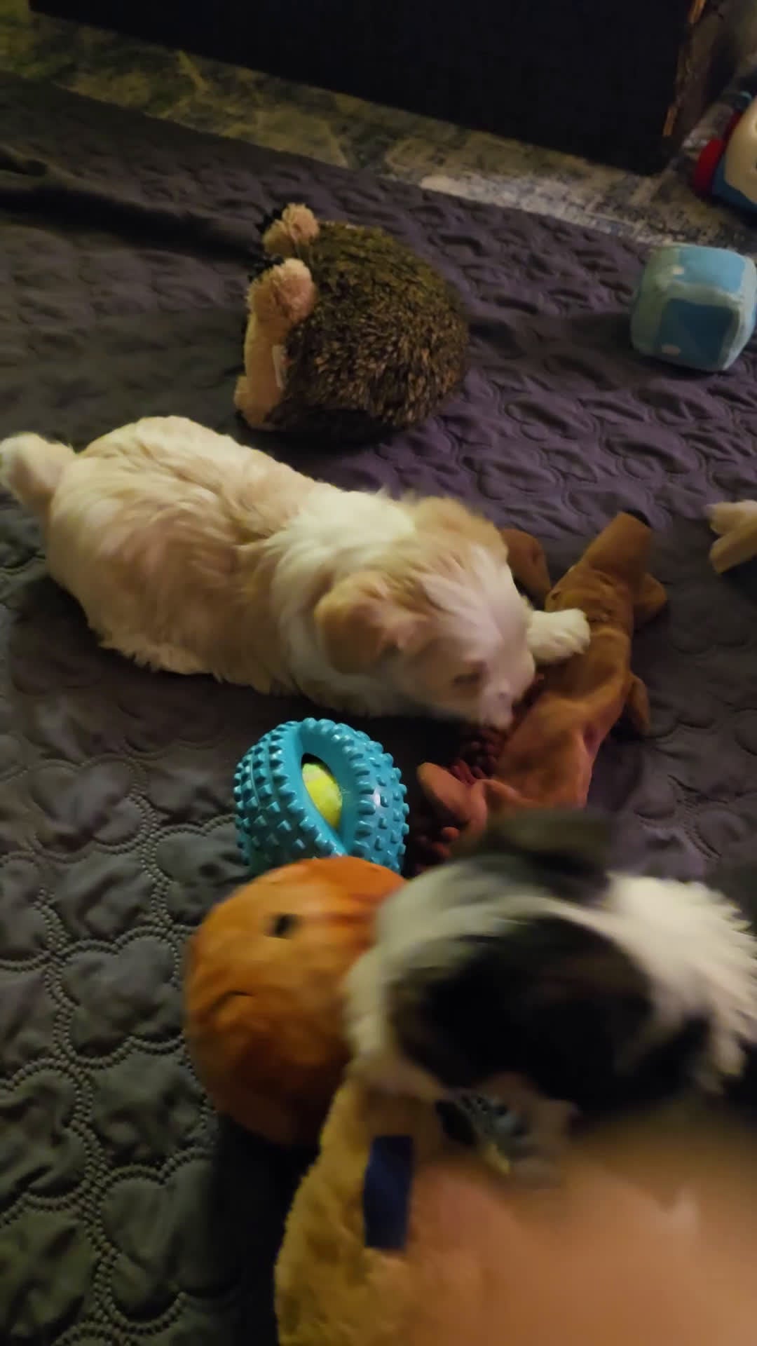 Morkie dogs for sale: Copper - Video 1