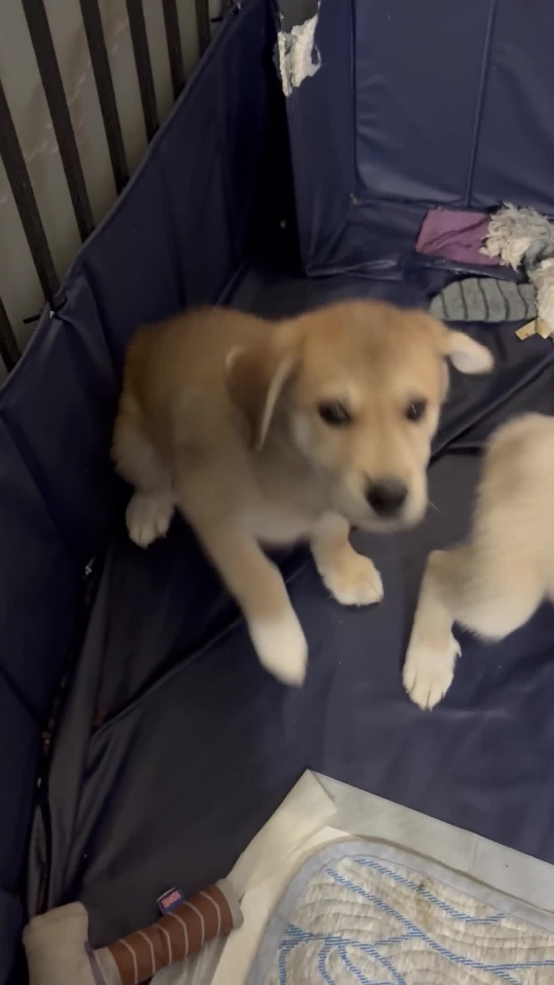 Mixed Breed dogs for sale: Yellow tag - Video 1
