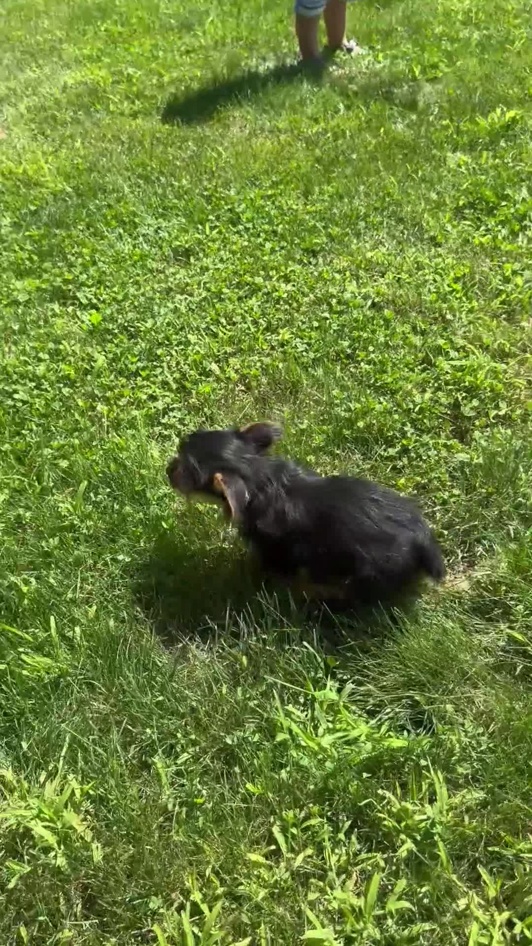 Yorkshire Terrier dogs for sale: Sharla - Video 2
