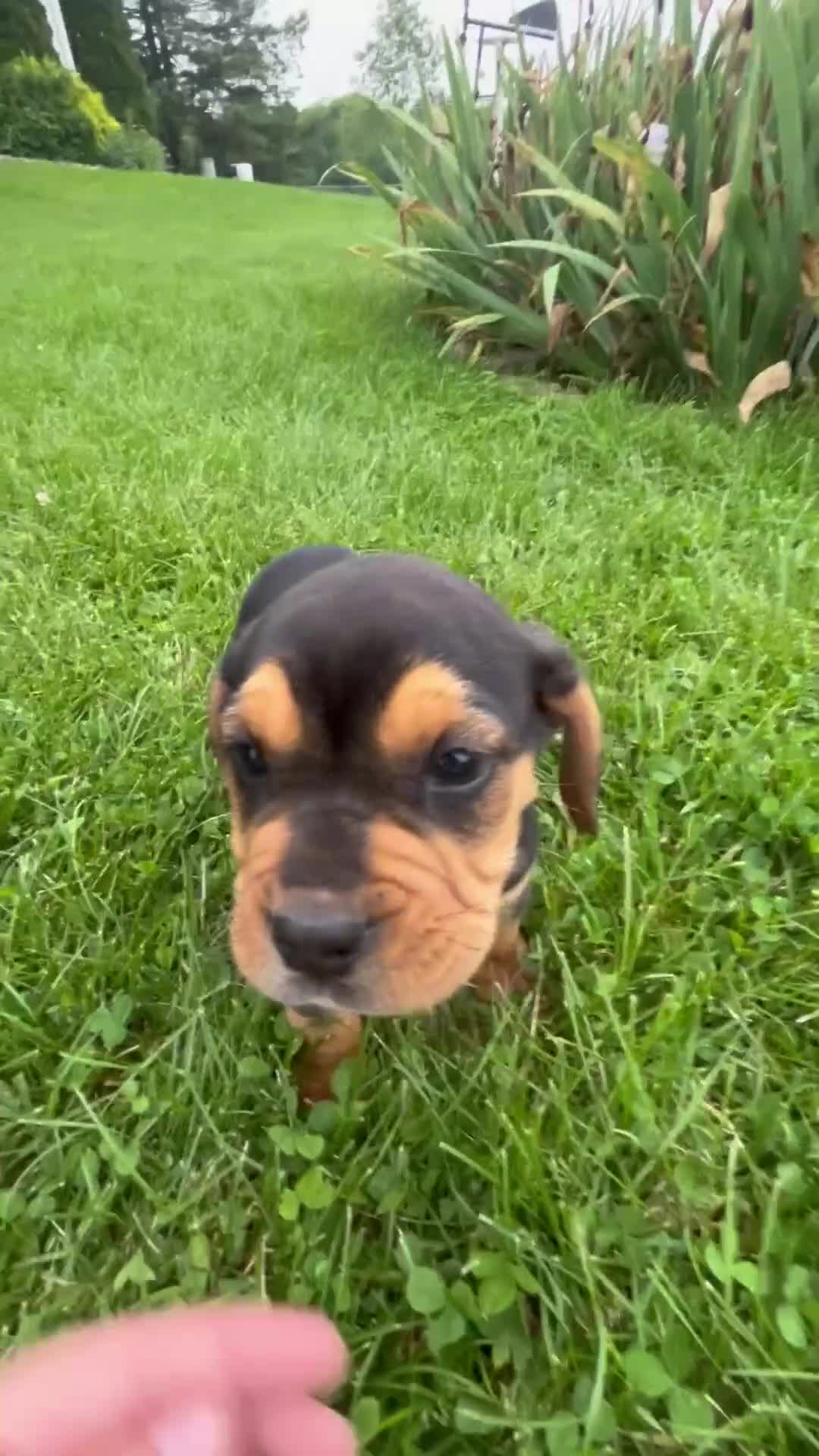 Beabull dogs for sale: Duff - Video 1
