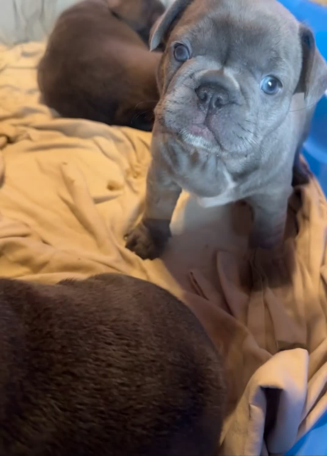 French Bulldog dogs for sale: French Bulldog 3 ****ON HOLD***^ - Video 1