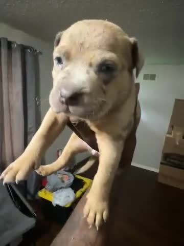 Mixed Breed dogs for sale: Sable  - Video 1