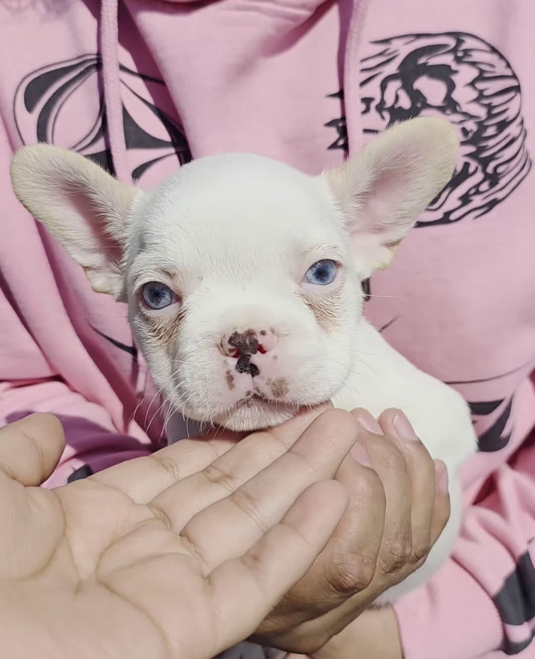 French Bulldog dogs for sale: French Bulldog Puppy 1 - Video 1