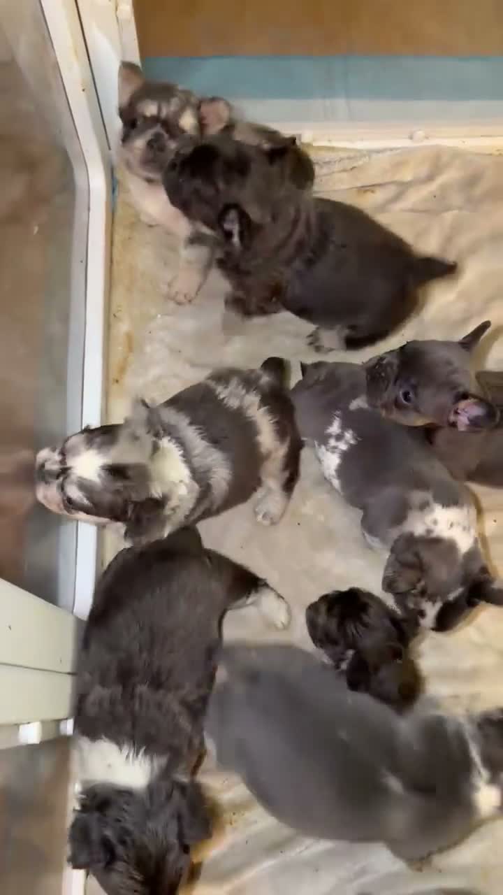 French Bulldog dogs for sale: Bella - Video 3