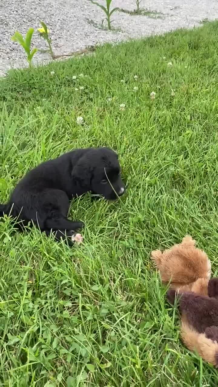 Mixed Breed dogs for sale: Clover - Video 3