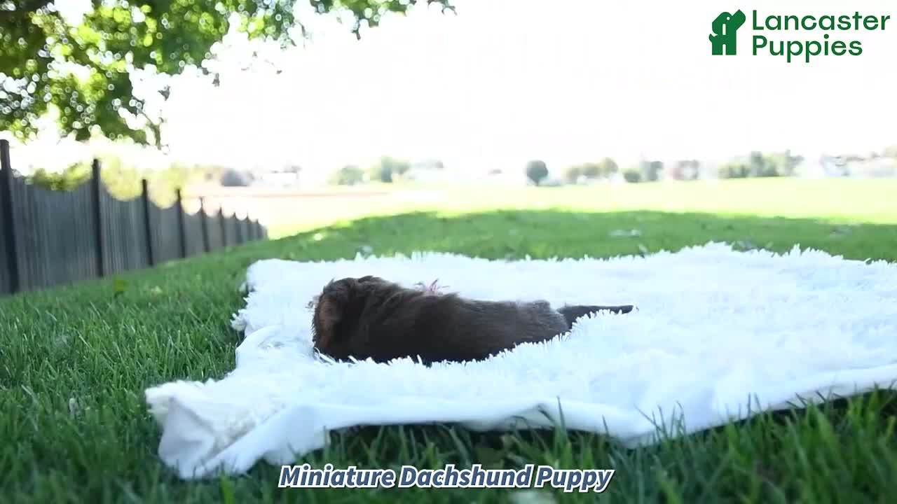 Miniature Dachshund dogs for sale: Brody - Video 1