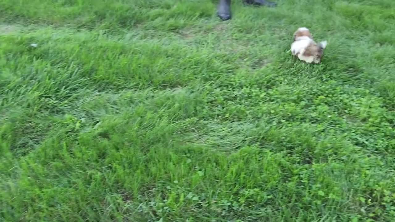 Mixed Breed dogs for sale: Ember - Video 1