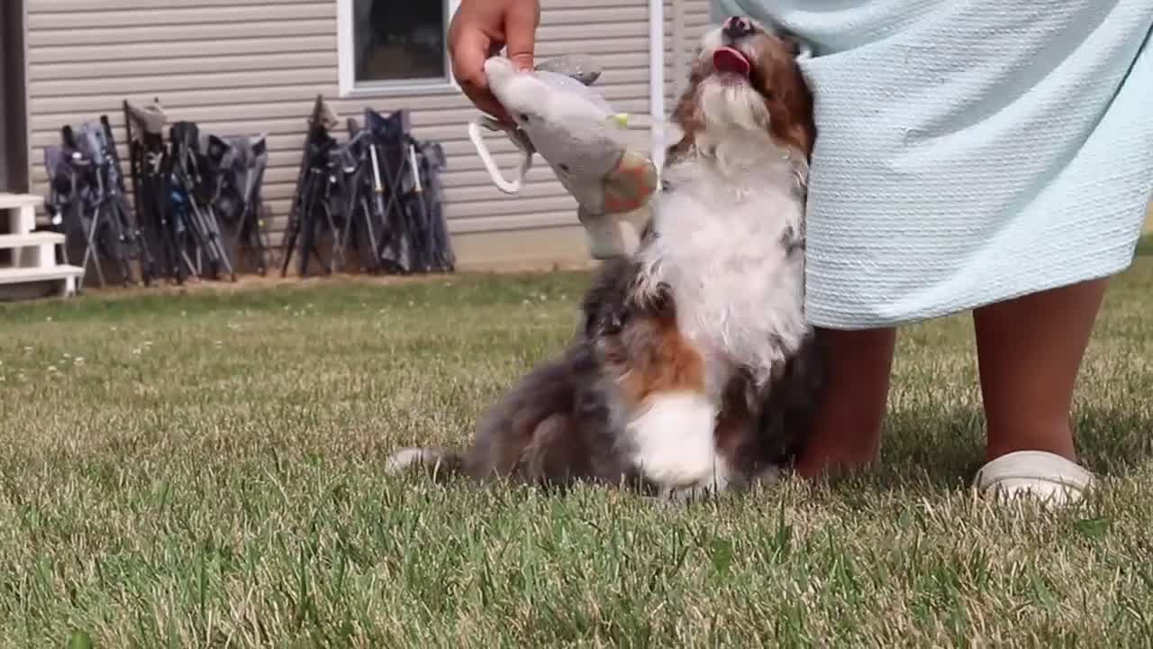 Mini Bernedoodle dogs for sale: Dylan - Video 1
