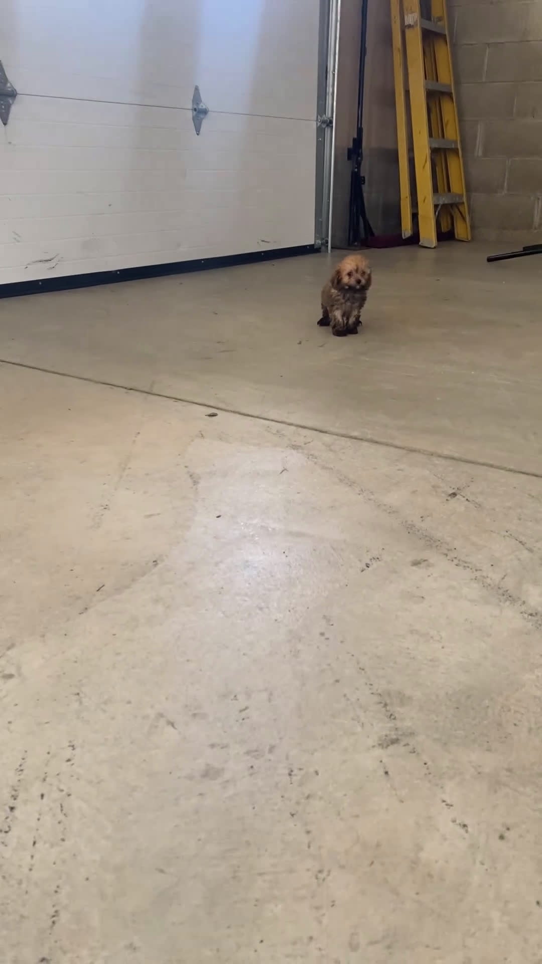 Cavapoo dogs for sale: Frank - Video 1