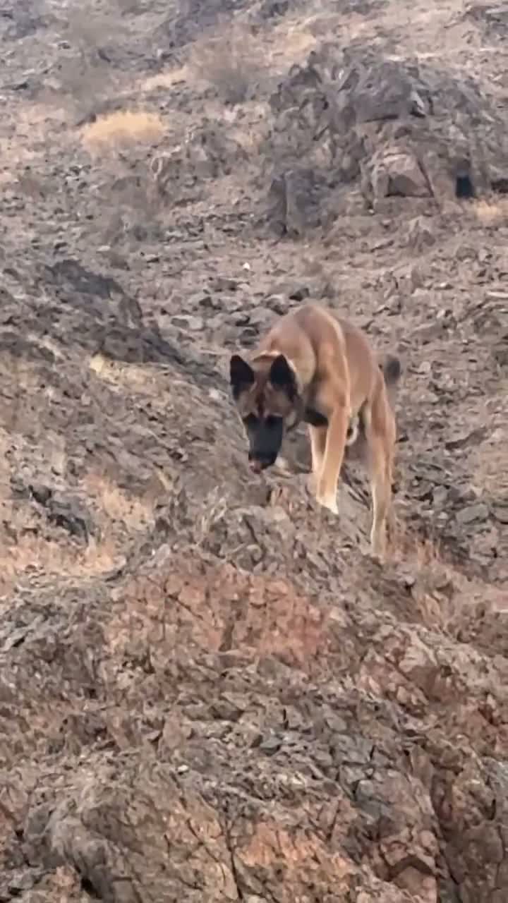 Belgian Malinois dogs for sale: Dina - Video 4