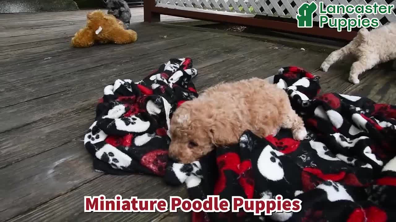 Miniature Poodle dogs for sale: Callie - Video 1