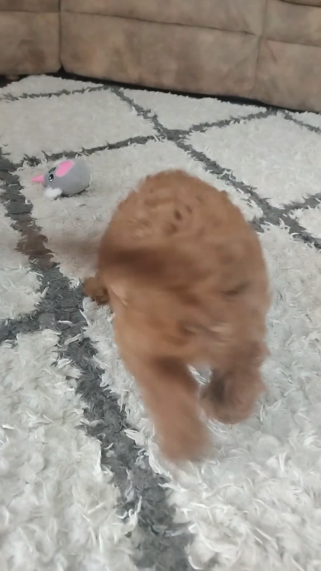 Cavapoo dogs for sale: Cody - Video 5