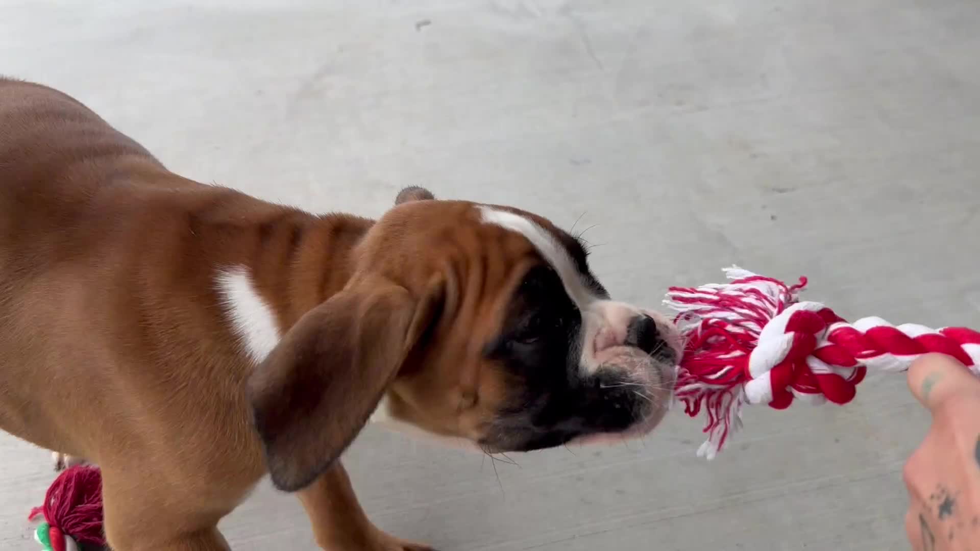 Boxer dogs for sale: Daisy - Video 1
