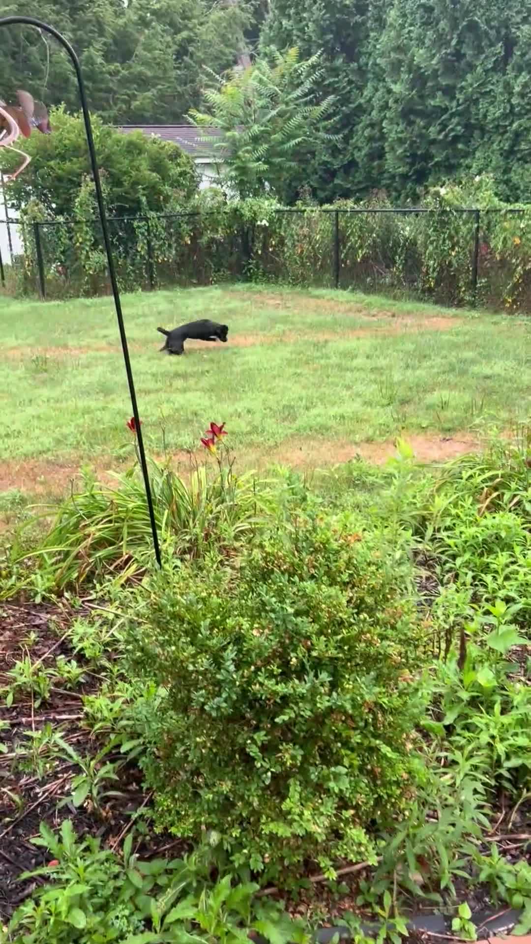 Jug dogs for sale: Milo - Video 1