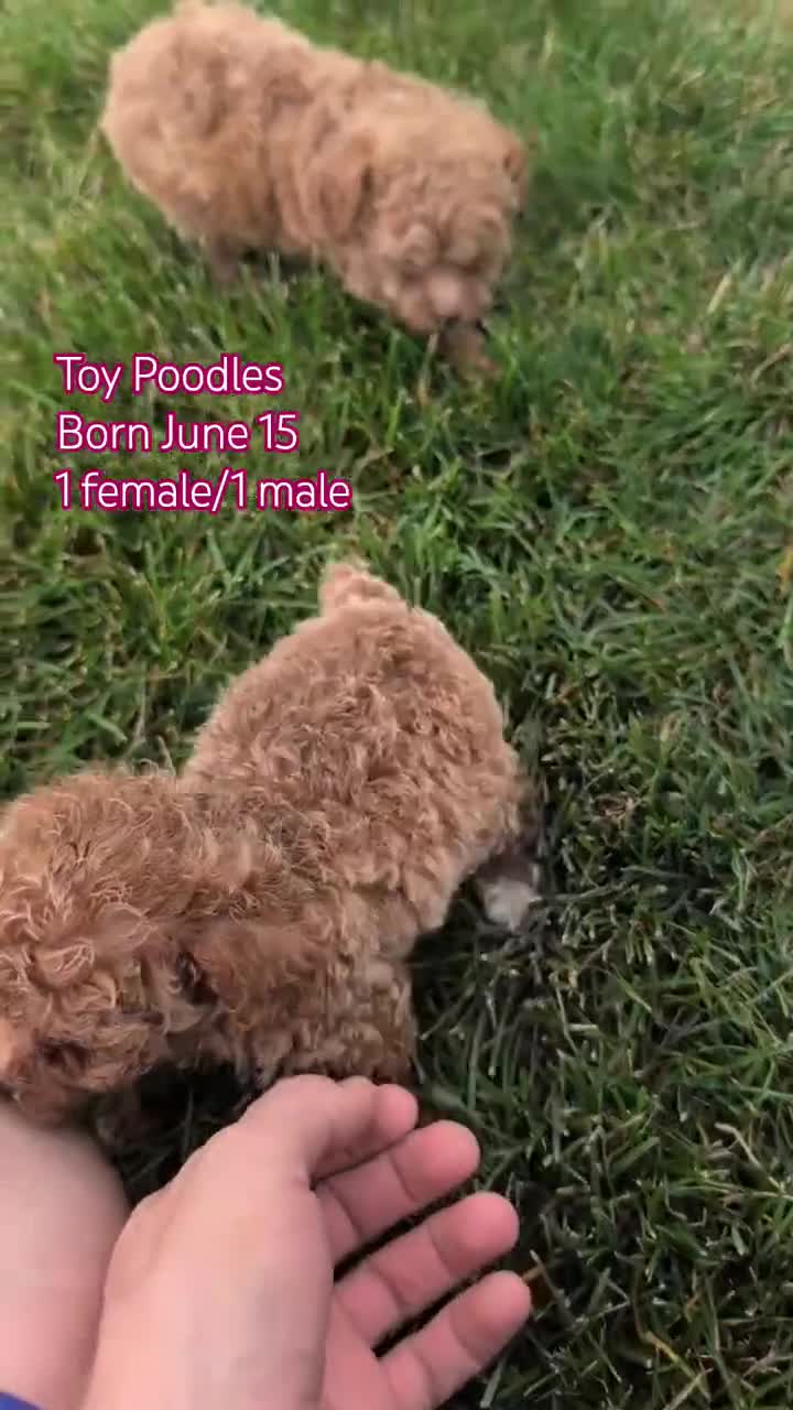 Toy Poodle dogs for sale: Lando - Video 3