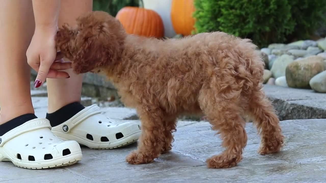 Miniature Poodle dogs for sale: Greyson - Video 1