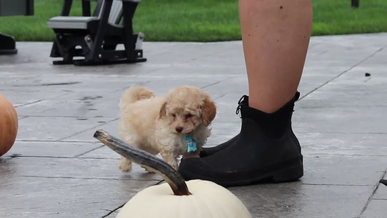 Cavapoo dogs for sale: Cosby - Video 3