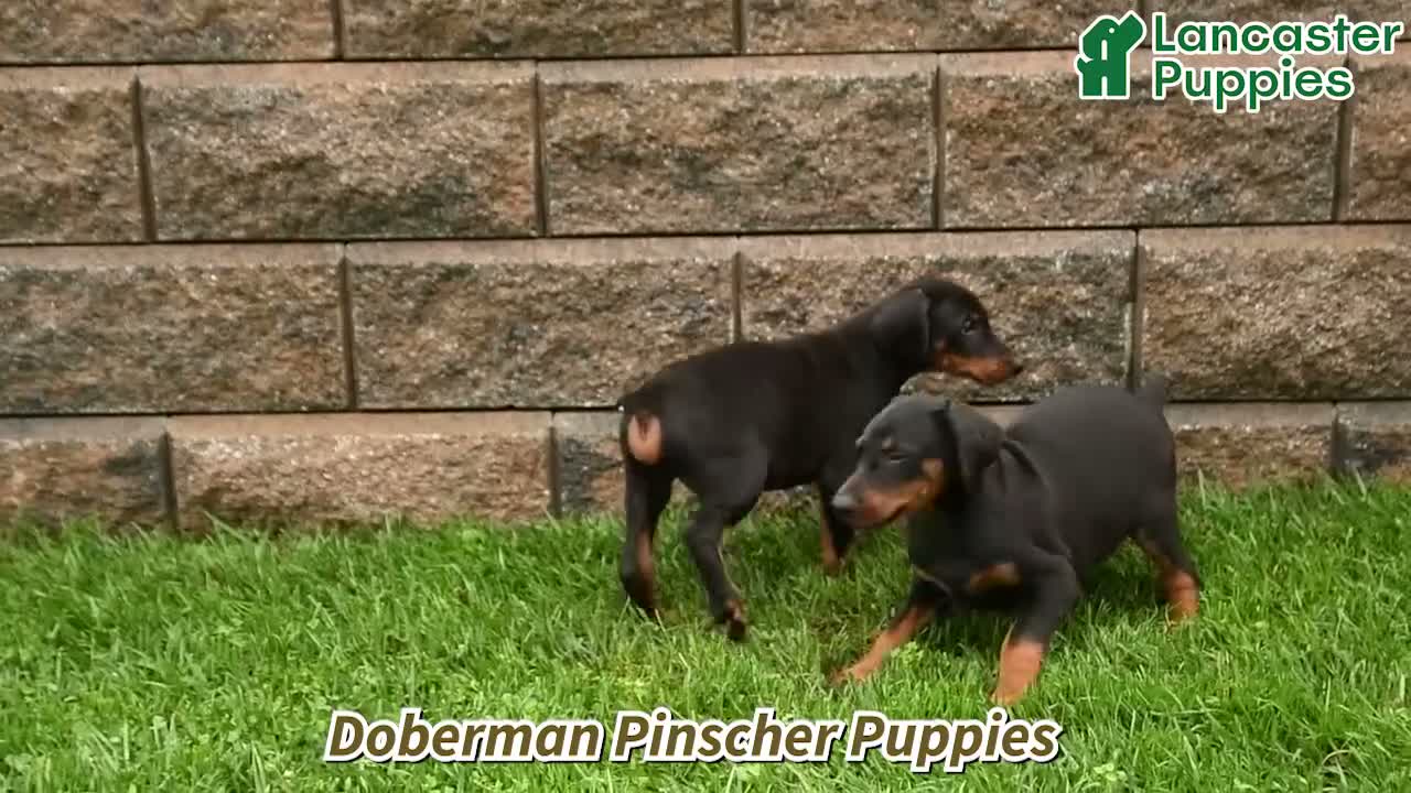Doberman Pinscher dogs for sale: Zorro - Video 1
