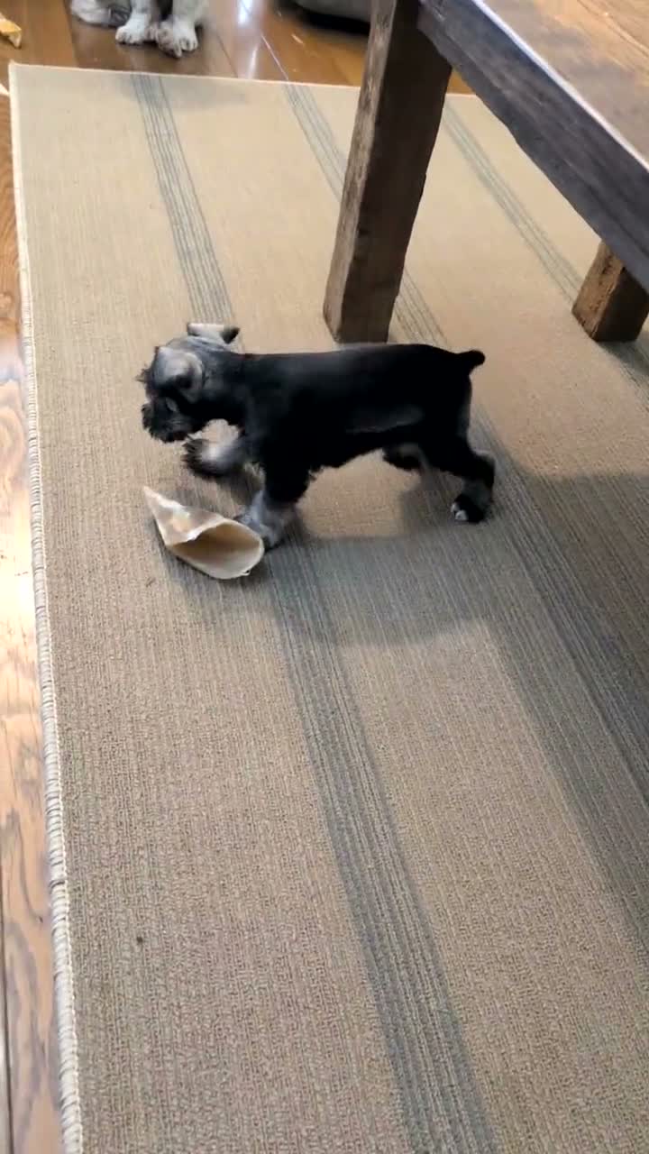 Miniature Schnauzer dogs for sale: Cara - Video 1