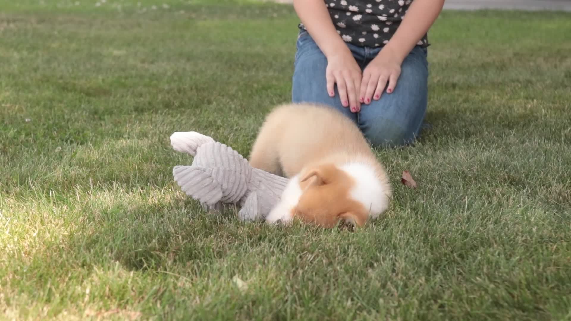 Welsh Corgi Pembroke dogs for sale: Josie Welsh Corgi Pembroke  - Video 3