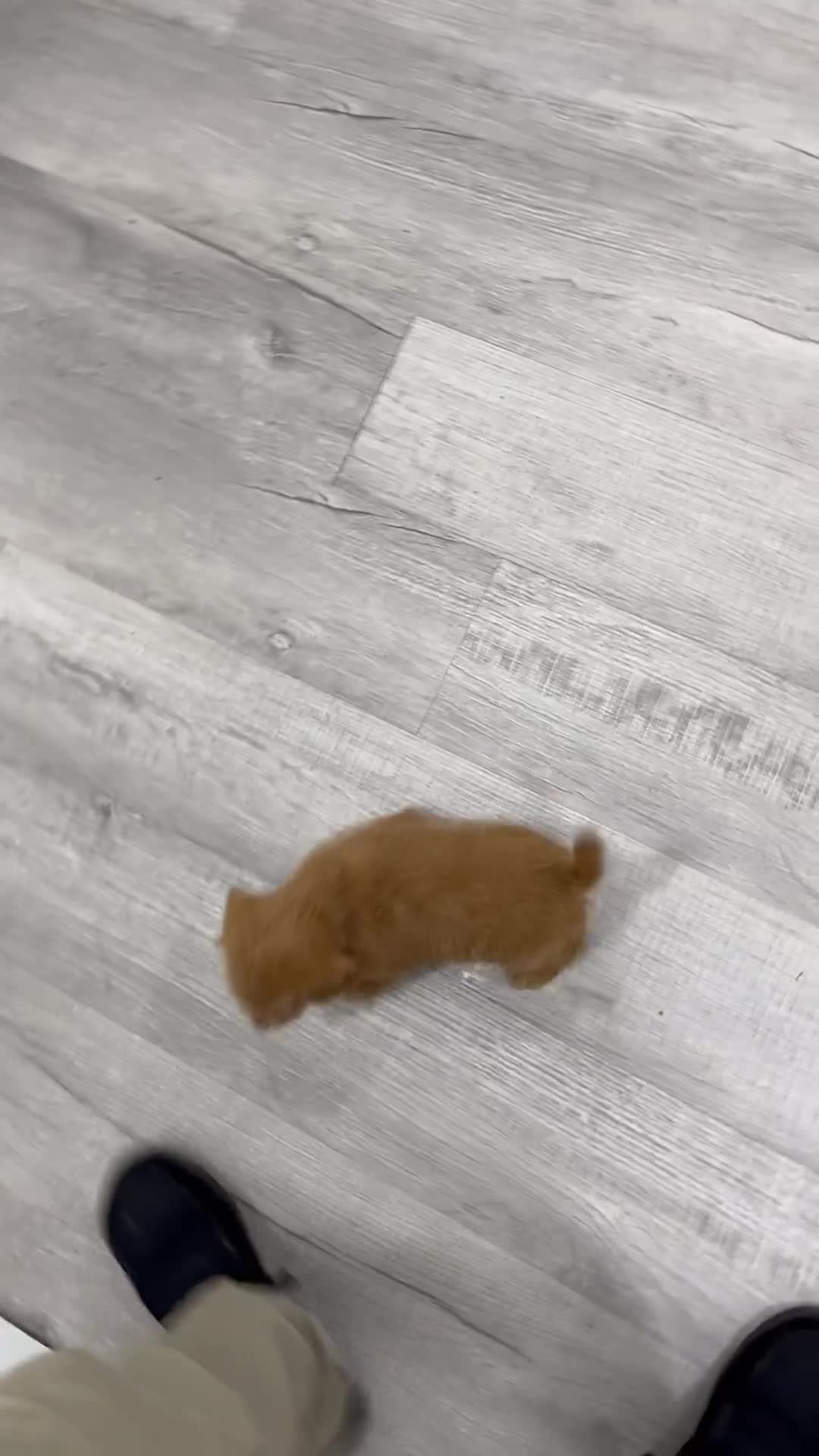Miniature Labradoodle dogs for sale: Opal - Video 1