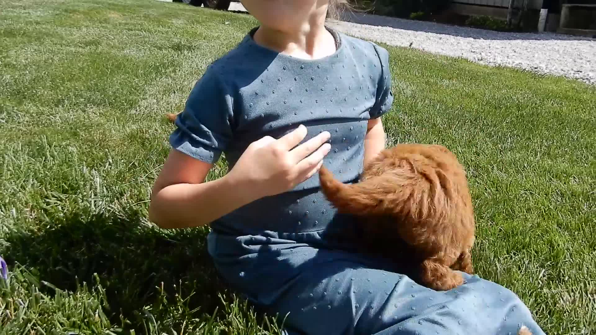 Mini Goldendoodle dogs for sale: Lucy - Video 1