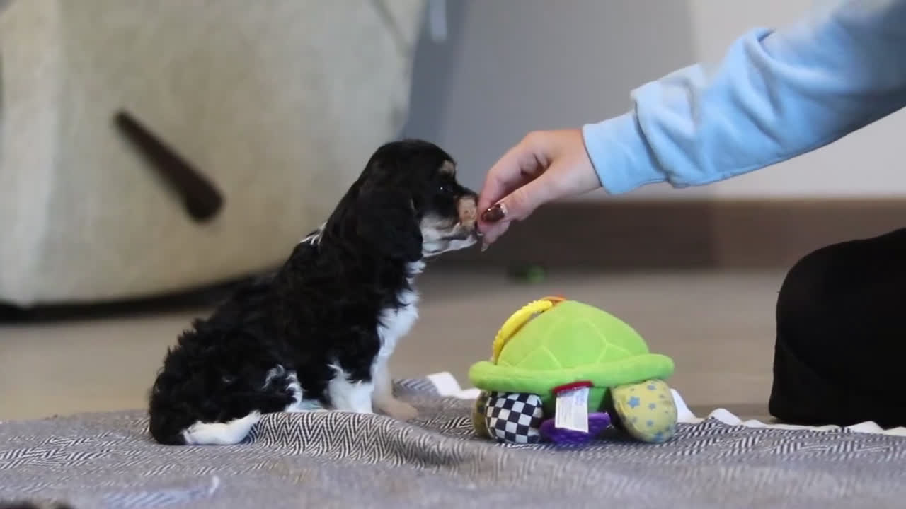 Cavapoo dogs for sale: Jack  - Video 4