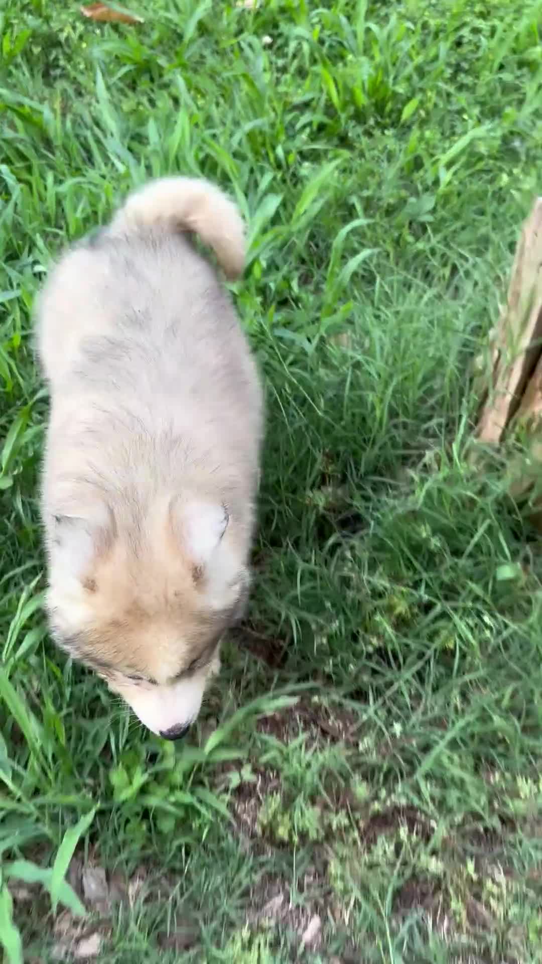 Siberian Husky dogs for sale: ROBBIE - Video 1