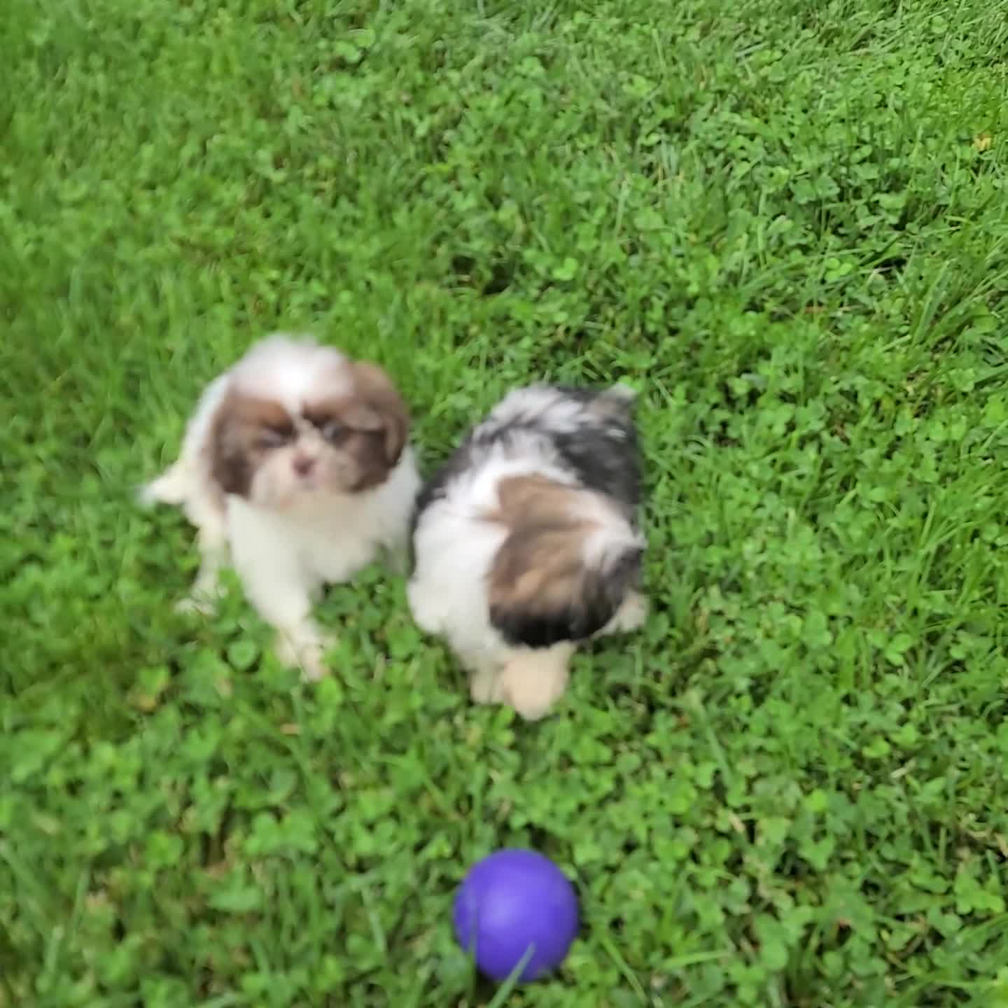 Shih Tzu dogs for sale: Peanut - Video 1