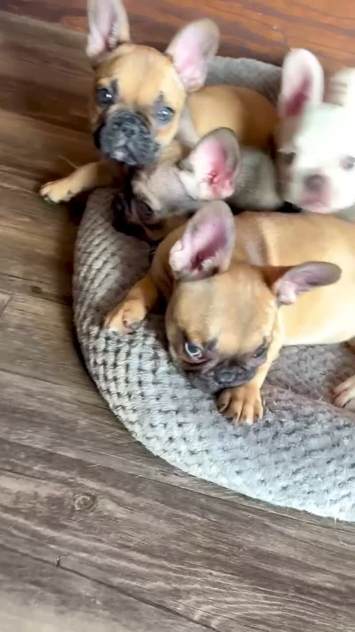French Bulldog dogs for sale: ASHANTI - CHAMELEON BEAUTY IN CALI, USA DELIVERY & FINANCING! - Video 3