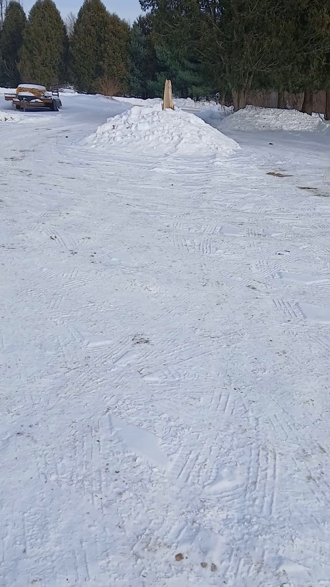 Australian Shepherd dogs for sale: Bridget Bishop - Video 1