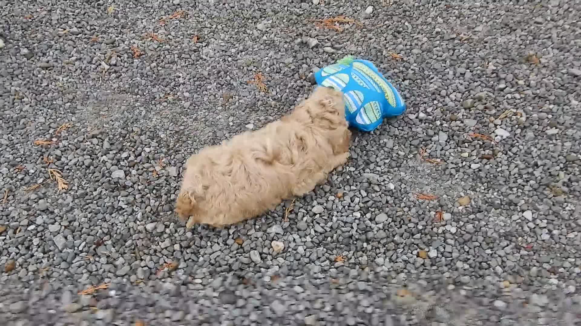 Cockapoo dogs for sale: Tux - Video 1