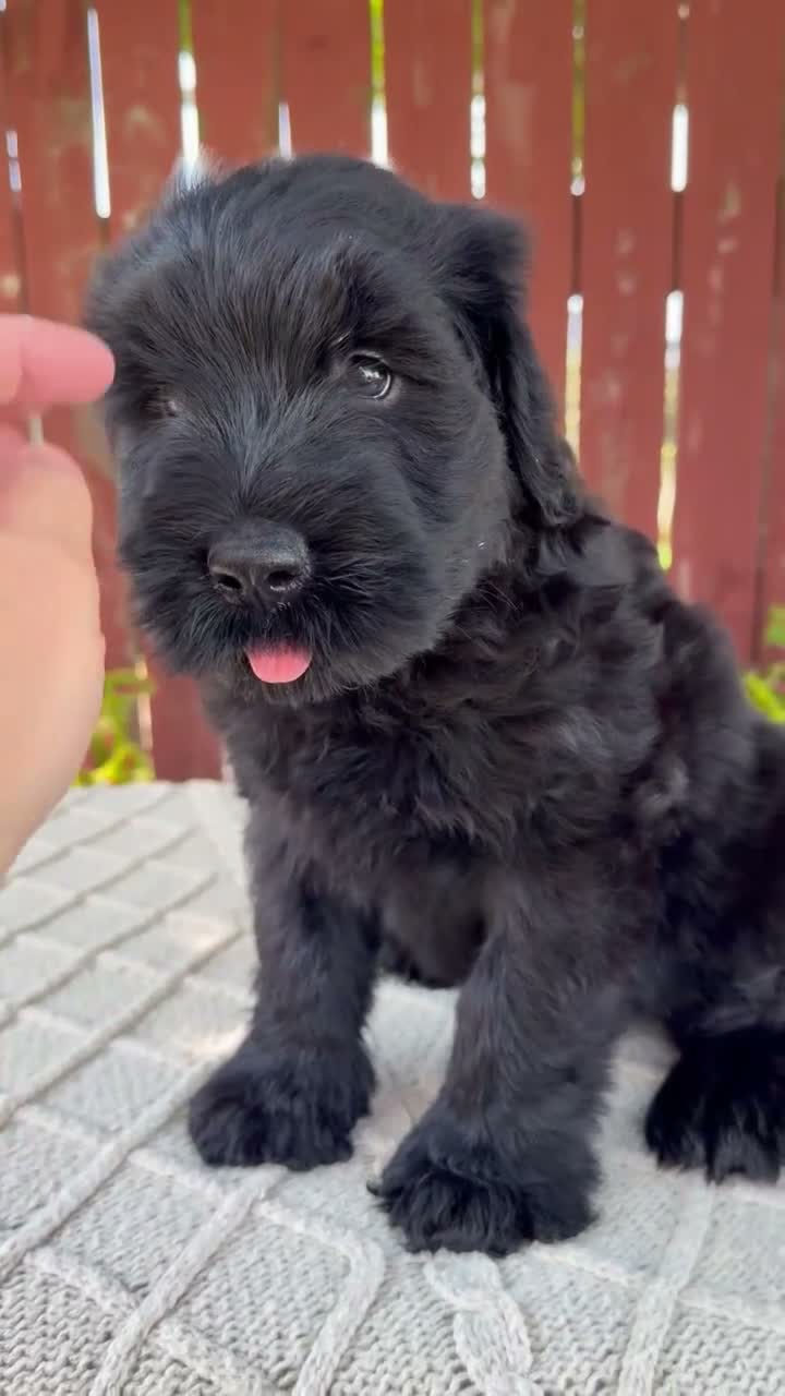 Giant Schnauzer dogs for sale: Travis - Video 1