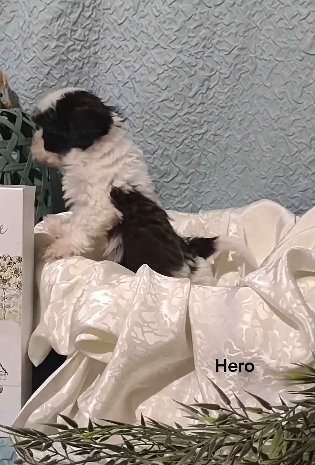 Mixed Breed dogs for sale: Mixed Breed 3 Hero - Video 1