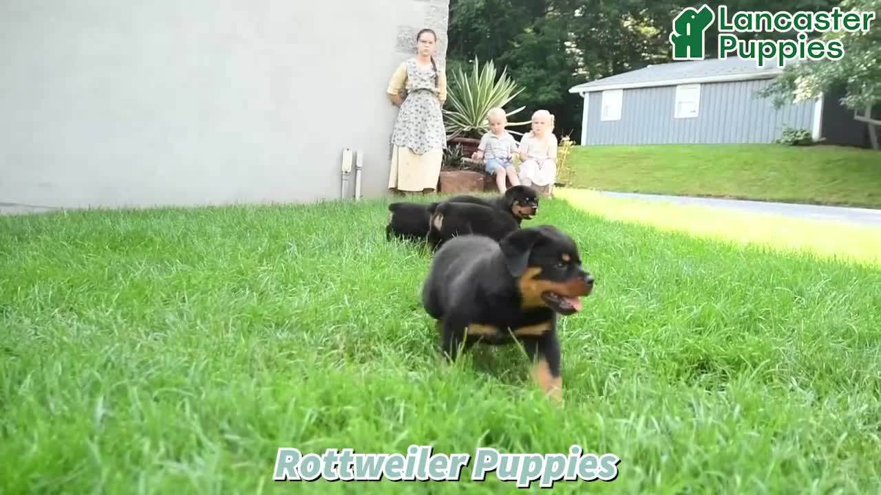 Rottweiler dogs for sale: Tank - Video 1